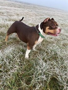 DARUJI  American Bully Pocket, fena s PP, stará 4 roky.