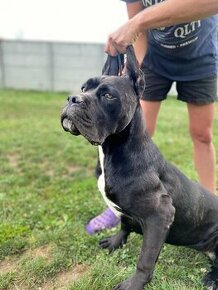 Cane Corso s PP - 1