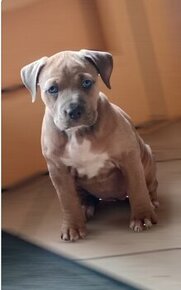 American bully (Stafordšírský bulteriér,Pitbull)