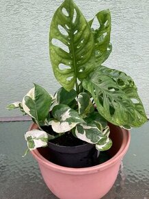 monstera adansonii + Pothos Njoy