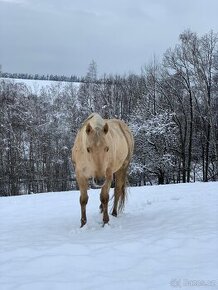 Prodáme Qh klisnu