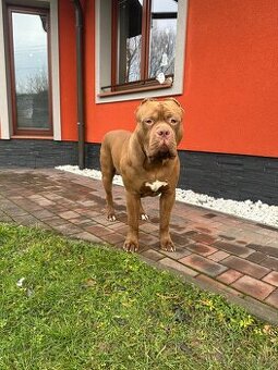 American Bully XL s PP