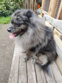 Pomeranian špic