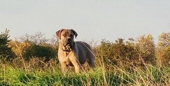 Cane Corso s PP - FCI fenka - 1