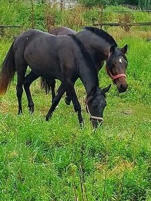 Welsh sportovy pony kobylu simel