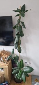 Pokojové rostliny - fíkus, monstera