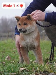 Shiba inu s PP