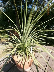 Agave stricta