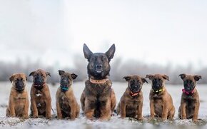 Belgický ovčák malinois