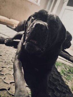 Cane Corso