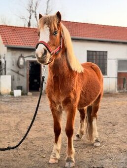 3letý pony hřebec