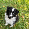 Shetlandský ovčák, Sheltie, Shetland Sheepdog (FCI) - 1