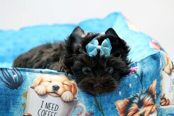 chocolate yorkshire terrier s PP