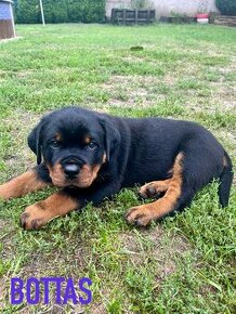 Rottweiler - štěňátka s průkazem původu - 1