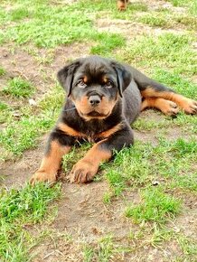 Rottweiler - štěňátka s průkazem původu