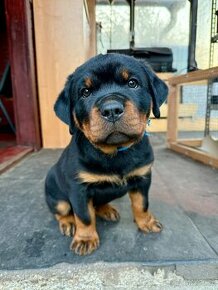 Rottweiler - štěňátka s průkazem původu