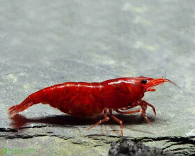 Neocaridina - bloody mary akce 10+1