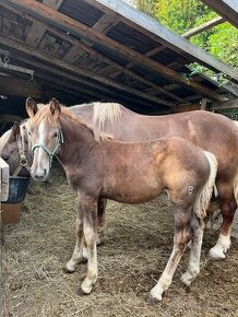 Welsh Cob, Čmb kobyly + hříbě