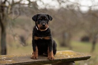 Beauceron s PP - 1