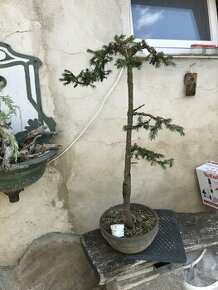 Bonsaj bonsai - prodám