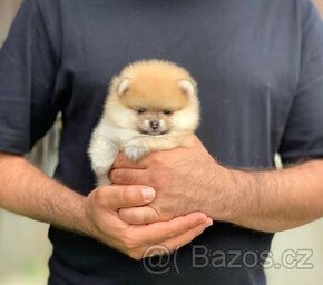 Pomeranian  mini - 1