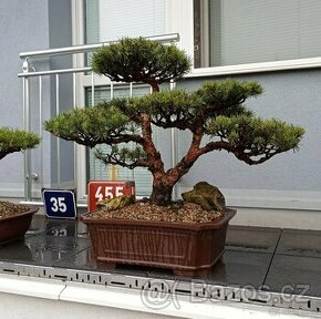 Bonsai borovice lesní  (Pinus sylvestris compressa)