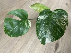 Monstera albo variegata - 1