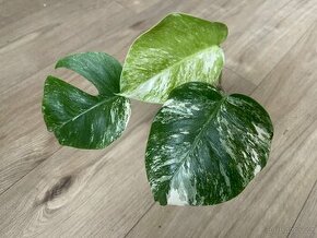 Monstera albo variegata