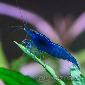 Krevetka Neocaridina var. Blue Dream