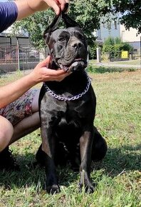 Cane corso fenka s PP - 1