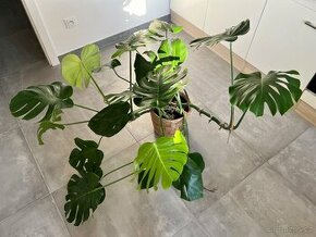 Monstera + květináč - 1