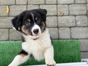 Miniature american shepherd - 1