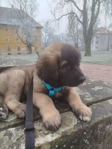 Leonberger