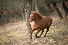 Lusitano PSL klisna s pp přímo od chovatele - 1