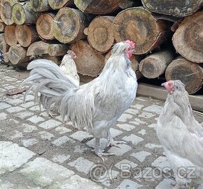 Prodám kohouta Araukana lavender