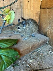 Osmák degu