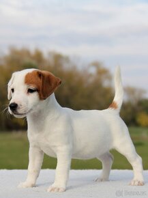 Jack Russel Terier