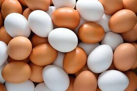 Násadová vejce hedvábničky velké
