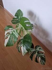 Monstera Deliciosa Albo Variegata