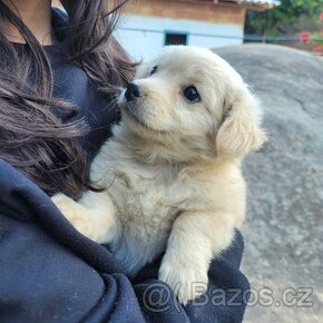 Labrador x zlatý retrívr