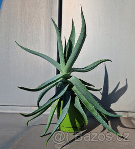 Aloe Vera (velká)