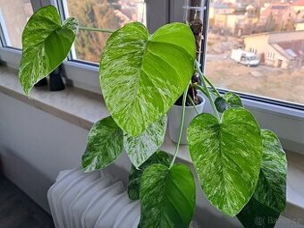 Philodendron giganteum wizzard - 1