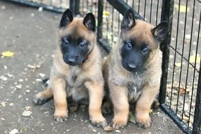 Belgický ovčák - Malinois, pouze s PP - 1