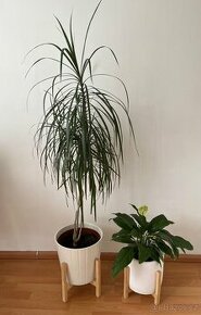 Dracena+ květináč a lopatkovec+ květináč - 1