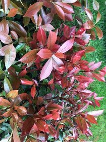 Blyskavky Red Robin - Photinia Fraserova 50 cm