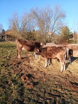 Prodám jalovici Brown Swiss