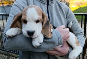 Beagle, bigl s PP - 1