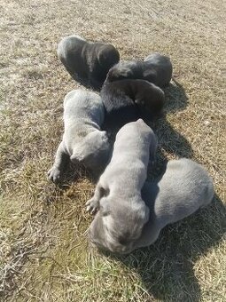 Cane Corso