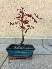 Bonsai, Bonsaj, japonský javor, skalky