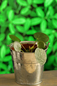 Pilea peperomioides